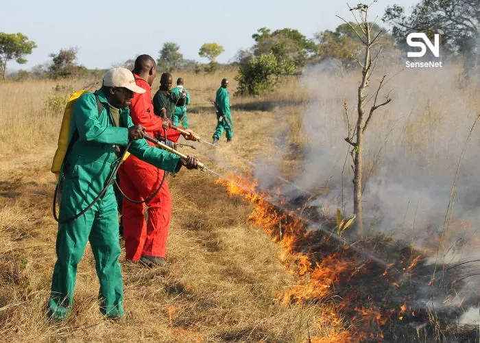 What Is a Crown Fire