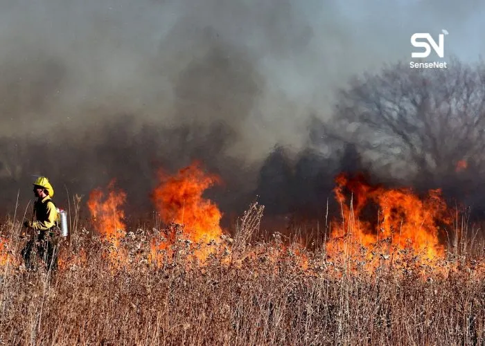 What Is a Crown Fire