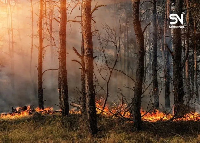 What Is a Crown Fire