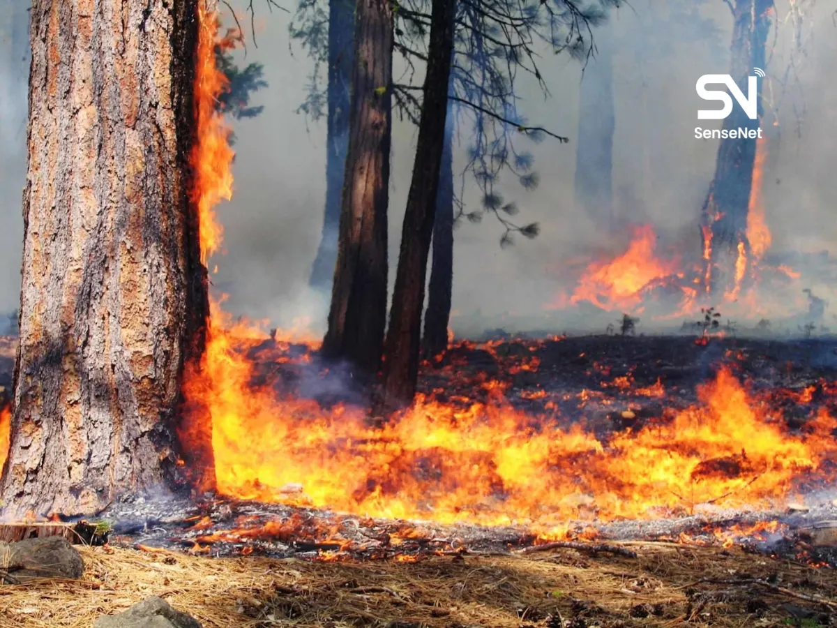 Wildfires and Forest Recovery