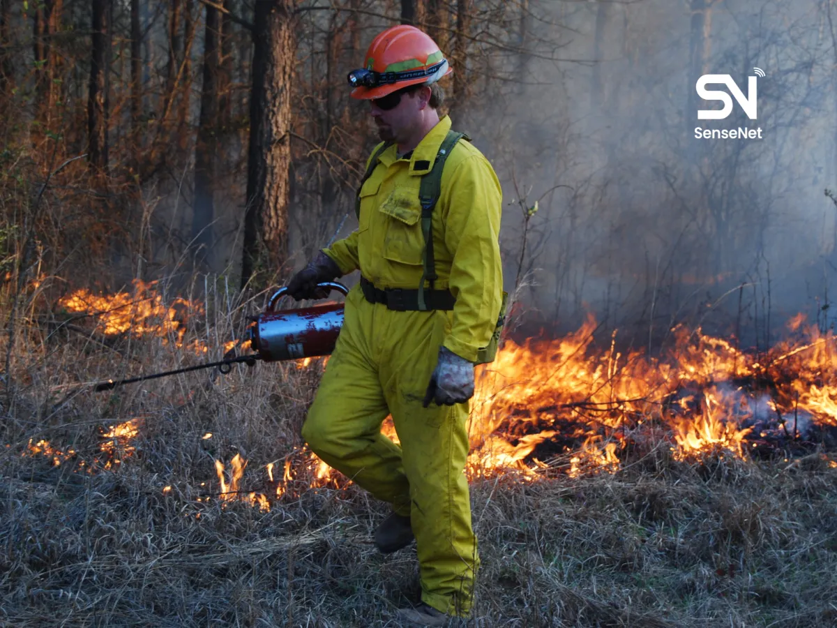 Wildfires and Forest Recovery