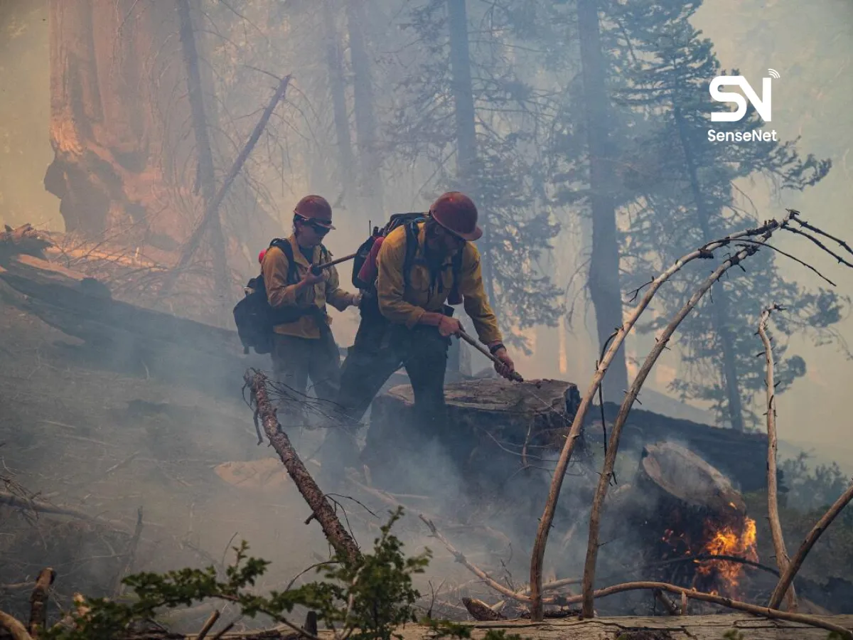 Wildfires and Forest Recovery