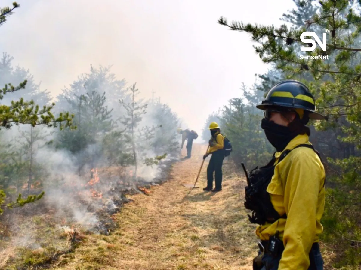 Wildfires and Forest Recovery