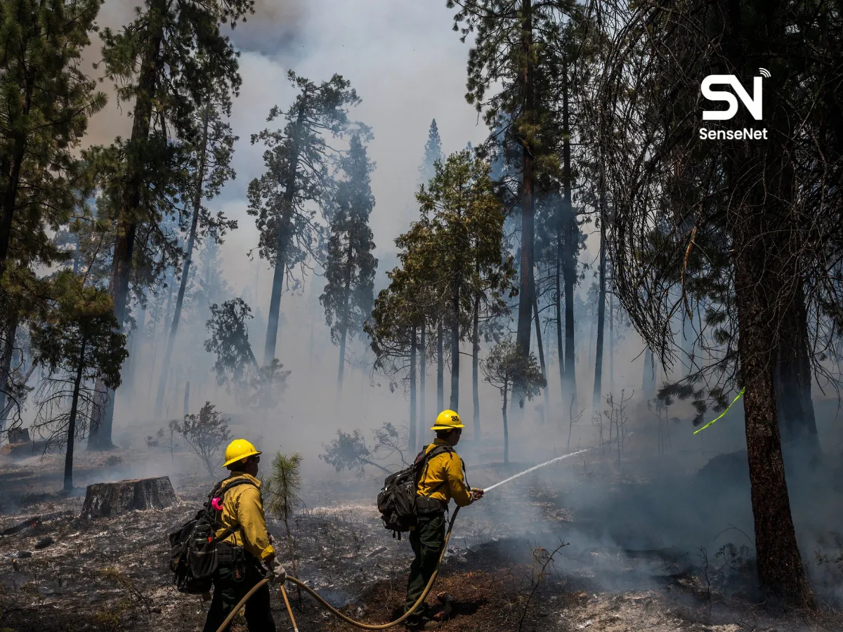 Wildfires and Forest Recovery