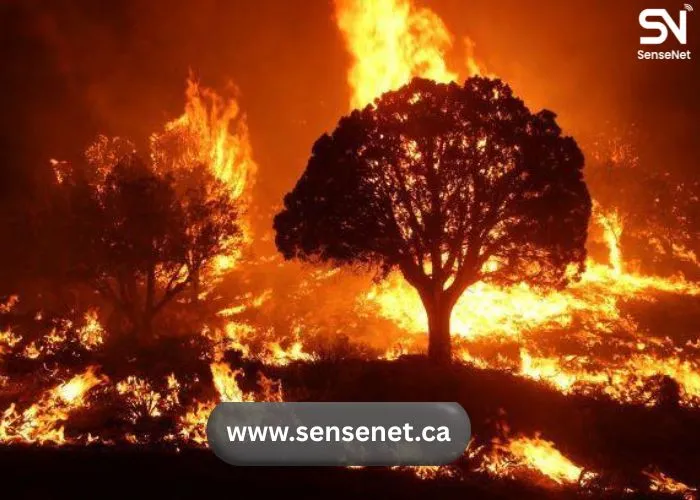 wildfires and tourism