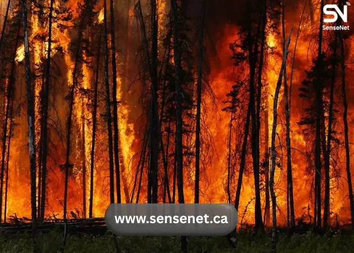 wildfires and tourism