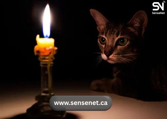 Pet Fire Safety Tips