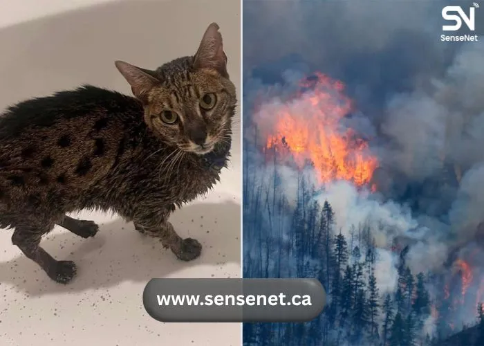 Pet Fire Safety Tips