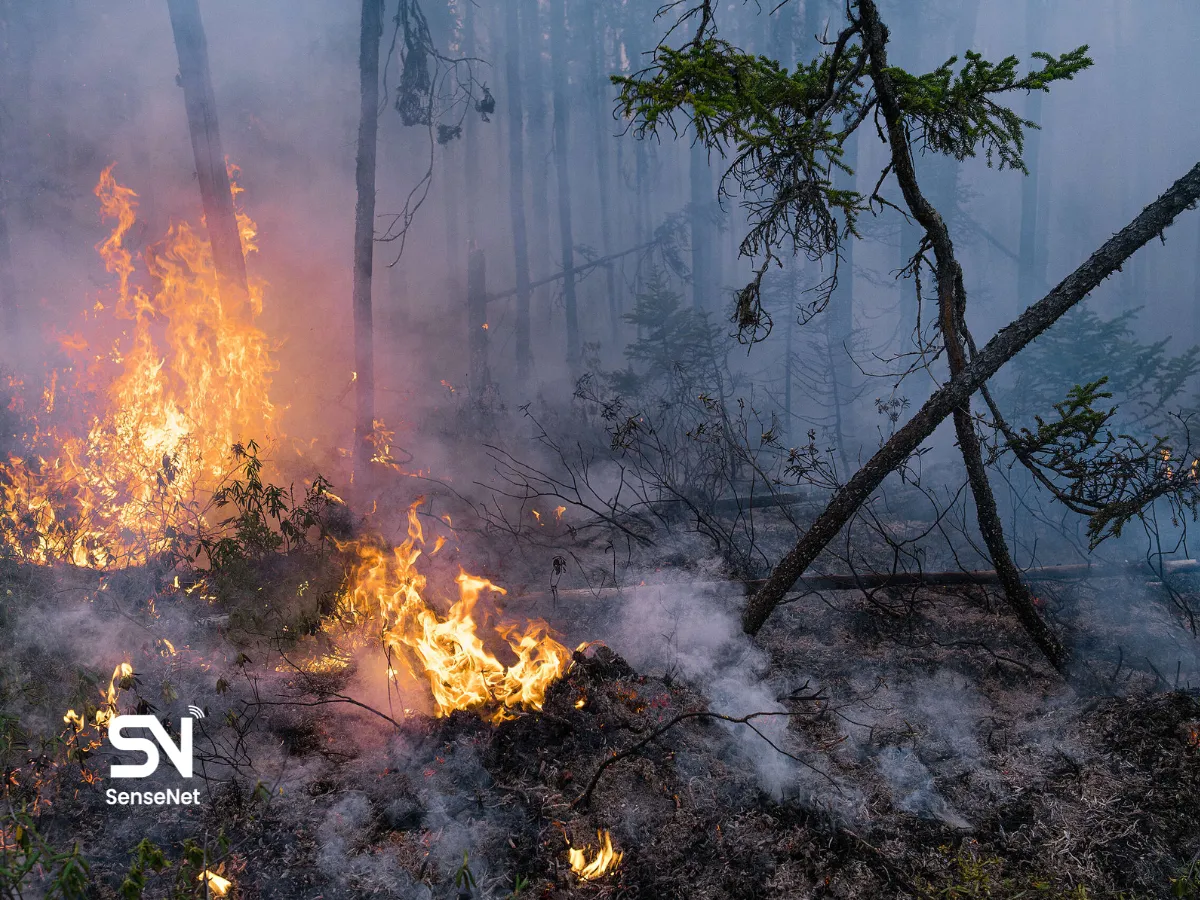 climate change and wildfires