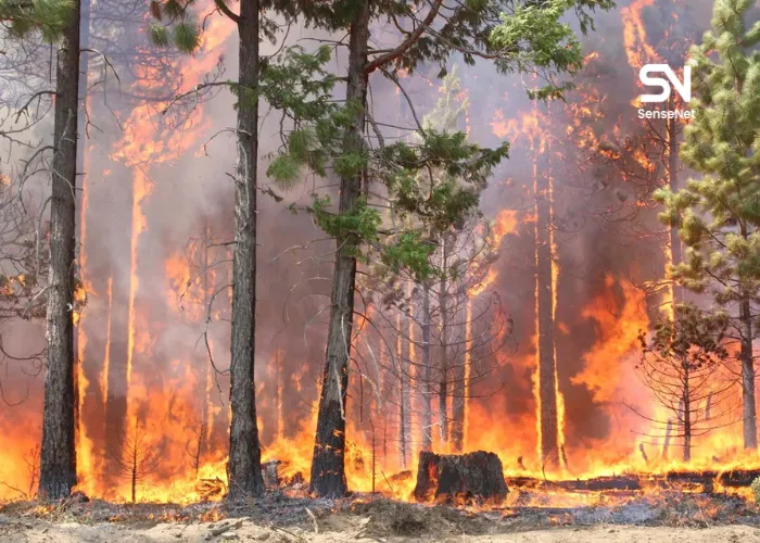 facts about wildfires