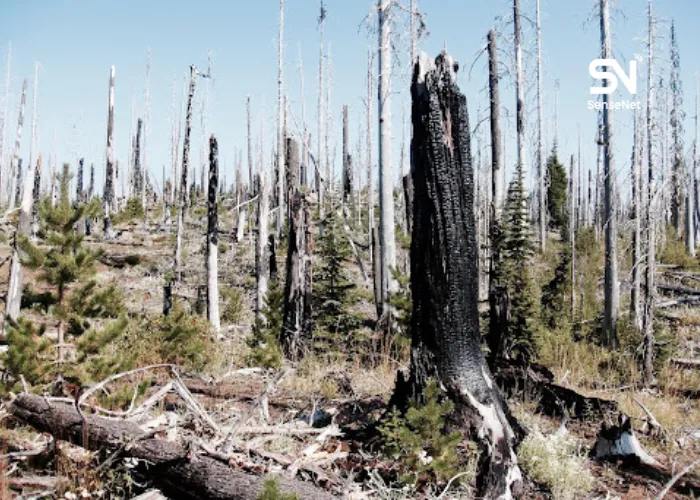 facts about wildfires