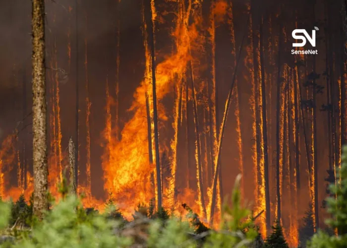 wildfires at night